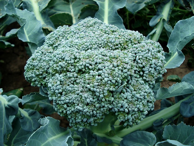 broccoli-494754_640