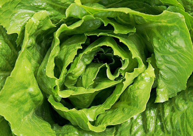 lettuce-1517239_640