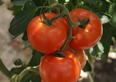 galeria-antufen-tomates